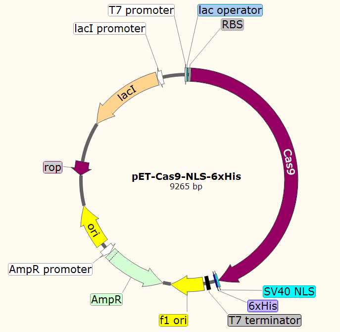 pET-Cas9-NLS-6xHis 载体图谱